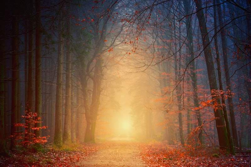 Het bos van Hoogboom